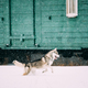 Dog Play Outdoor In Snow, Winter. Young Husky Runs Playfully Through Snowdrifts Against Background - PhotoDune Item for Sale