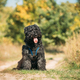Beautiful Bouvier des Flandres funny sitting outdoor in countryside road in autumn day. Funny - PhotoDune Item for Sale