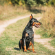 Beautiful Dobermann dog funny sitting outdoor in countryside road in autumn day. Funny Doberman - PhotoDune Item for Sale