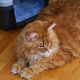 A red Maine coon cat lying in front of it&#39;s pet carrier - PhotoDune Item for Sale