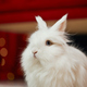 Cute, furry rabbit sitting on white carpet in studio.  - PhotoDune Item for Sale