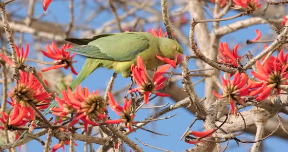 Green Parrot drinks nectar from blooming red flowers