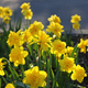 Beautiful yellow Daffodils - PhotoDune Item for Sale