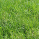 Green grass background - PhotoDune Item for Sale