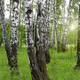Beautiful birch trees - PhotoDune Item for Sale