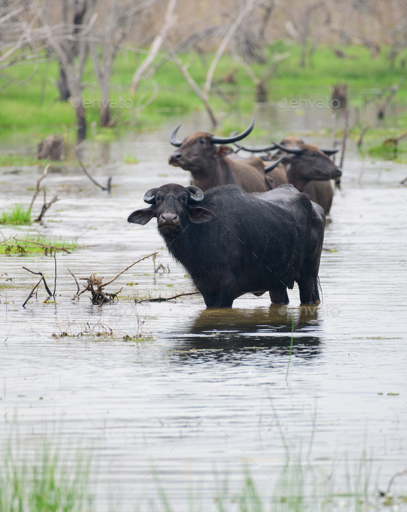 A Group of Asian wild water buffaloes standstill in the marsh waters and pay attention to th camera