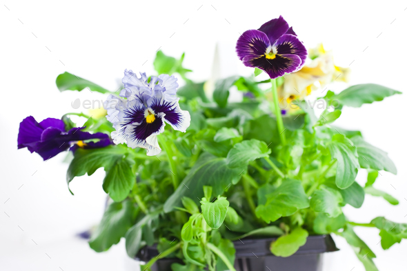 multicolor pansy's sprouts in plastic pots - Stock Photo - Images