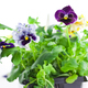 multicolor pansy&#39;s sprouts in plastic pots - PhotoDune Item for Sale