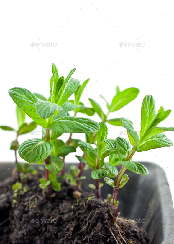 small green mint sprouts in plastic pot - Stock Photo - Images