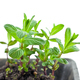 small green mint sprouts in plastic pot - PhotoDune Item for Sale