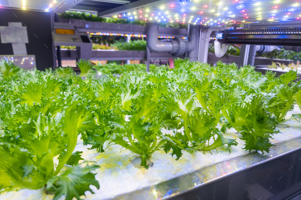 Indoor organic hydroponic vertical vegetable farming with led lights for hygienic and healthy living