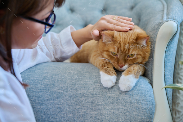 Middle aged woman touching ginger pet cat, home interior background - Stock Photo - Images