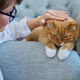 Middle aged woman touching ginger pet cat, home interior background - PhotoDune Item for Sale