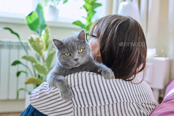 Gray pet cat in the hands of woman owner - Stock Photo - Images