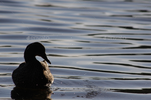 Duck Shadow Swim Stock Photo by couragesings | PhotoDune
