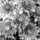 Blooming Mums  - PhotoDune Item for Sale