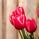 colorful tulips - PhotoDune Item for Sale
