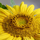 Wet sunflower - PhotoDune Item for Sale