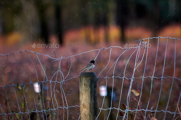Bird at the Post - Stock Photo - Images