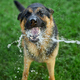 Playful Dog German Shepherd tries to catch water from garden hose - PhotoDune Item for Sale