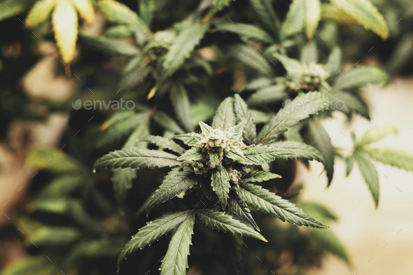 SoG hemp cultivation technique. Growing pot in groutent. Vegetative stage of marijuana growth