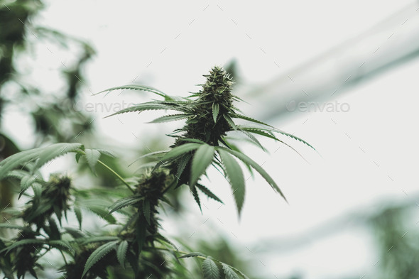 SoG hemp cultivation technique. Growing pot in groutent. Vegetative stage of marijuana growth