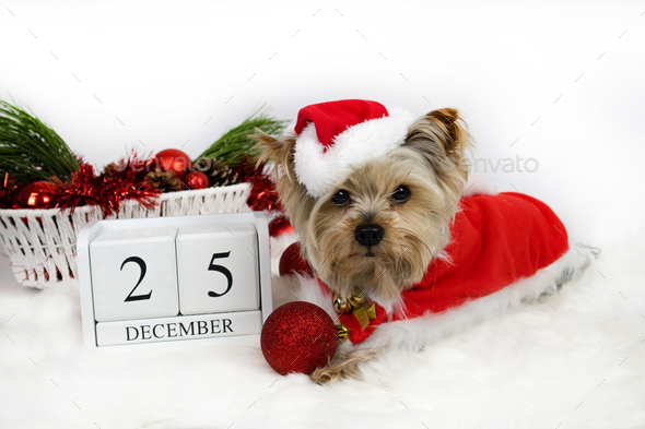 Christmas. Yorkshire terrier dog in santa claus costume and 25 december calendar