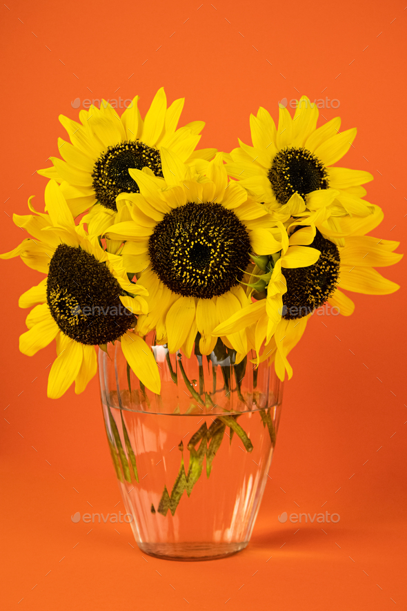  Yellow sunflowers in a vase on an orange background. Postcard with copy space.