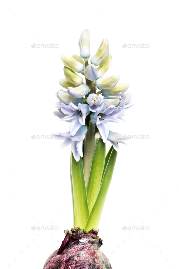 Young blooming hyacinth - Stock Photo - Images