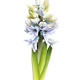 Young blooming hyacinth - PhotoDune Item for Sale