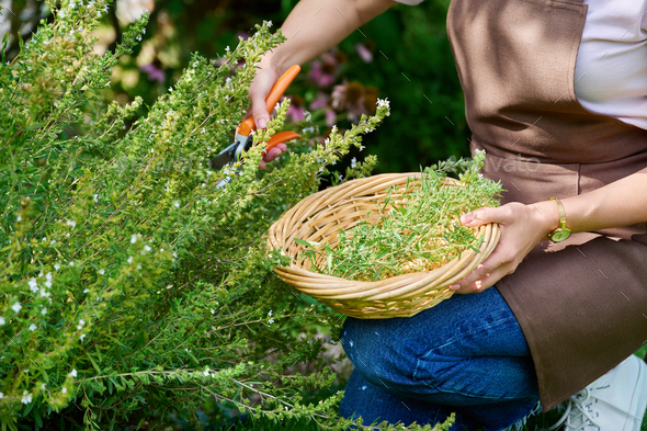 Woman gardener in apron trims decorative bushes with garden scissors