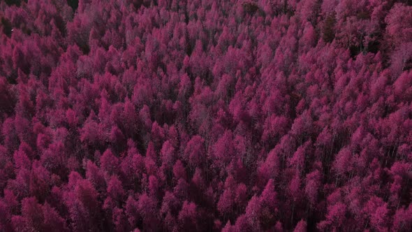 Fantasy autumn pink forest in Ural