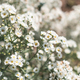 Beautiful white daisy flowers  growing on meadow - PhotoDune Item for Sale