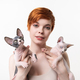 Redhead young woman looking at camera, hugging two Sphynx Cat in hands on white background - PhotoDune Item for Sale