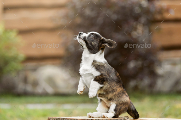 Welsh corgi outlet cardigan kennel