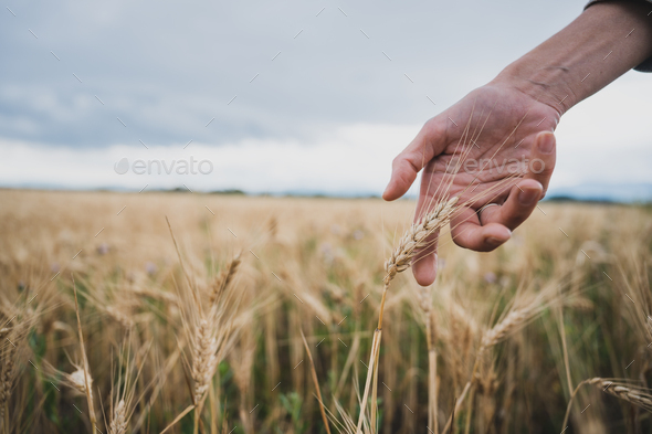 Closeup low angle view of female hand gently touching golden ear of wheat - Stock Photo - Images