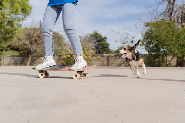 the legs of a woman skating along with her dog - Stock Photo - Images