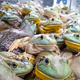 Live frogs or knows as field chicken in restaurant ready to be served as delicacy in Chinese cooking - PhotoDune Item for Sale