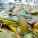 Live frogs or knows as field chicken in restaurant ready to be served as delicacy in Chinese cooking - PhotoDune Item for Sale