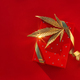 Christmas background with gift box, golden leaf marijuana red festive background - PhotoDune Item for Sale