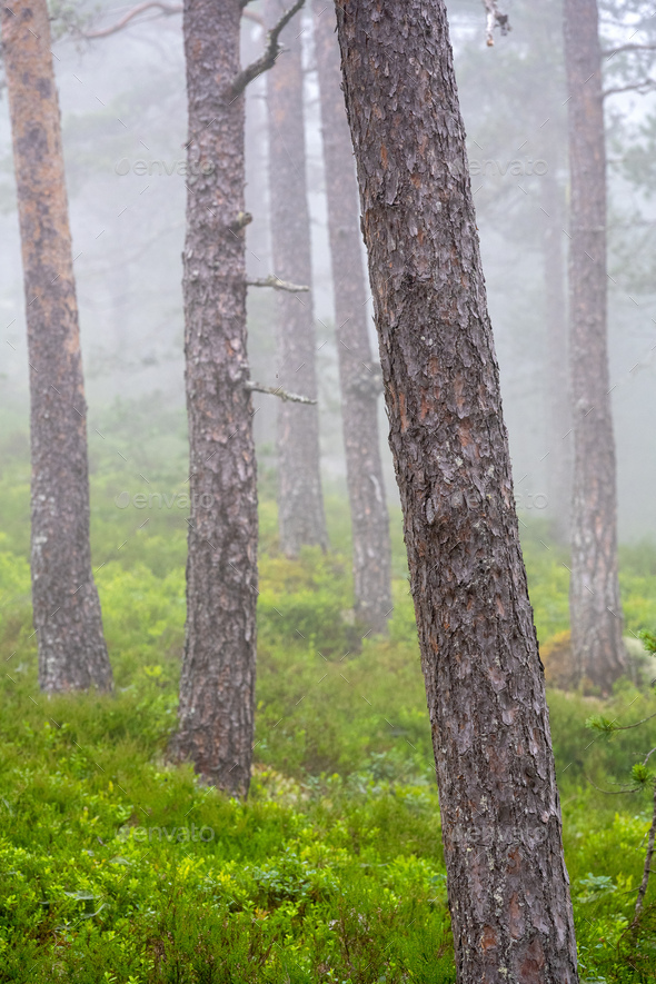 Foggy woodland with pine trees - Stock Photo - Images