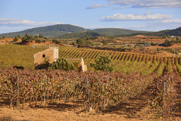 Vineyards plantation in Utiel Requena. Harvest time. Spanish viticulture - Stock Photo - Images