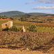 Vineyards plantation in Utiel Requena. Harvest time. Spanish viticulture - PhotoDune Item for Sale