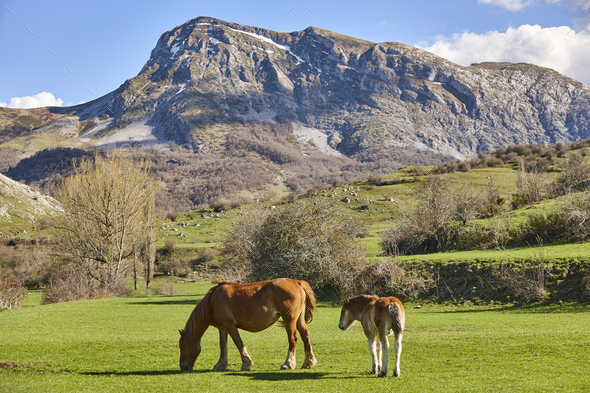 Horses in a green valley. Castilla y Leon mountain landscape - Stock Photo - Images