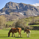 Horses in a green valley. Castilla y Leon mountain landscape - PhotoDune Item for Sale