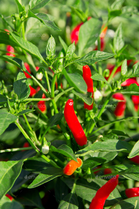 Red chilli pepper plant Stock Photo by osbmxhouse PhotoDune