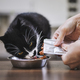 Man feeding his hungry cat at home - PhotoDune Item for Sale