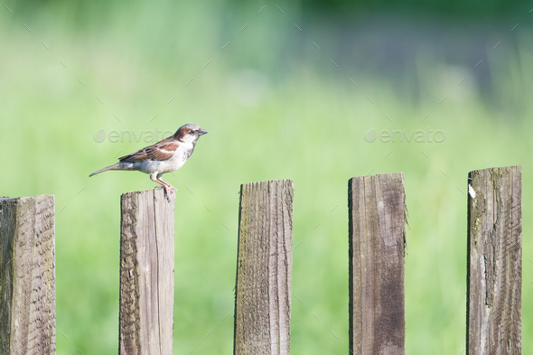 funny bird sparrow - Stock Photo - Images