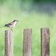funny bird sparrow - PhotoDune Item for Sale