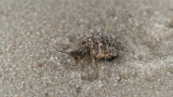 Insect larva Myrmeleon formicarius or common antlion, family Myrmeleontidae alt